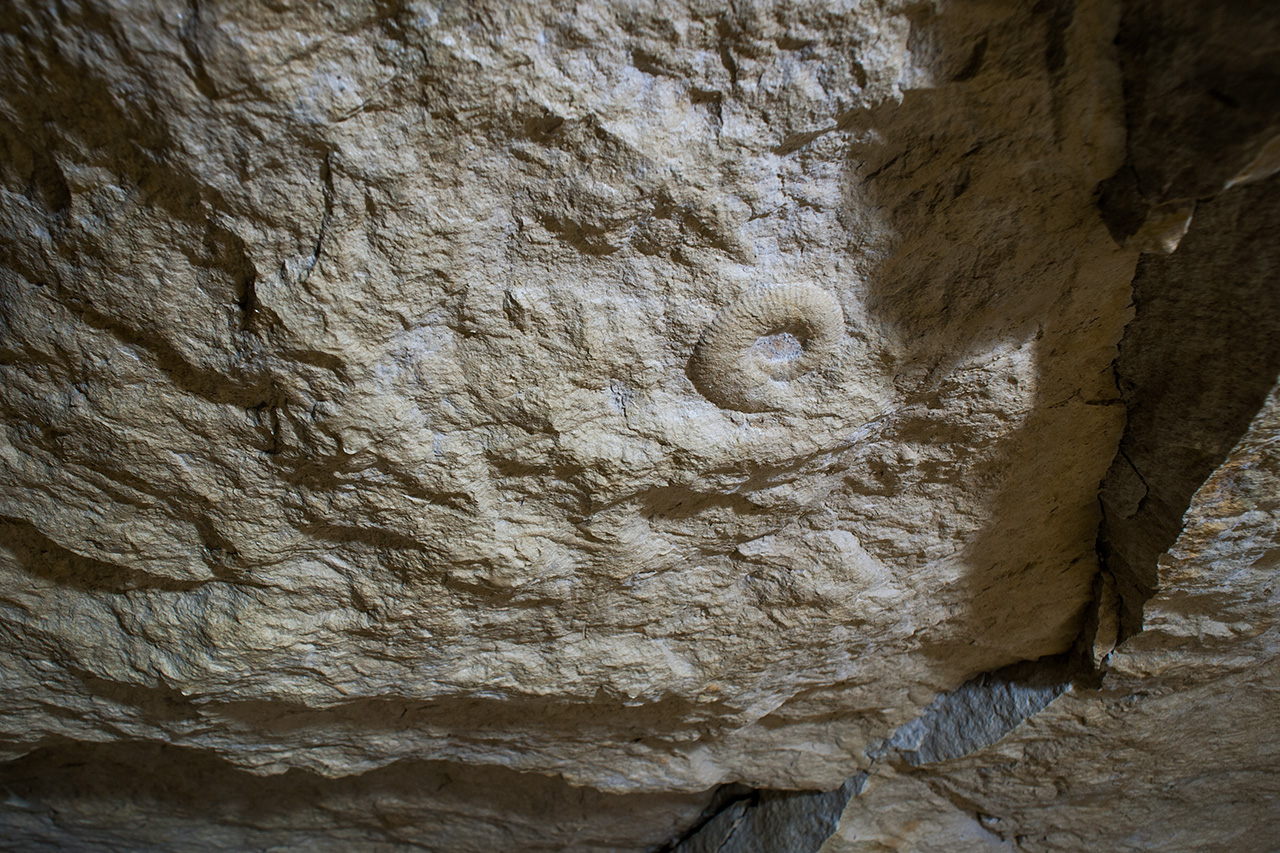 Amonite au ciel de carrière