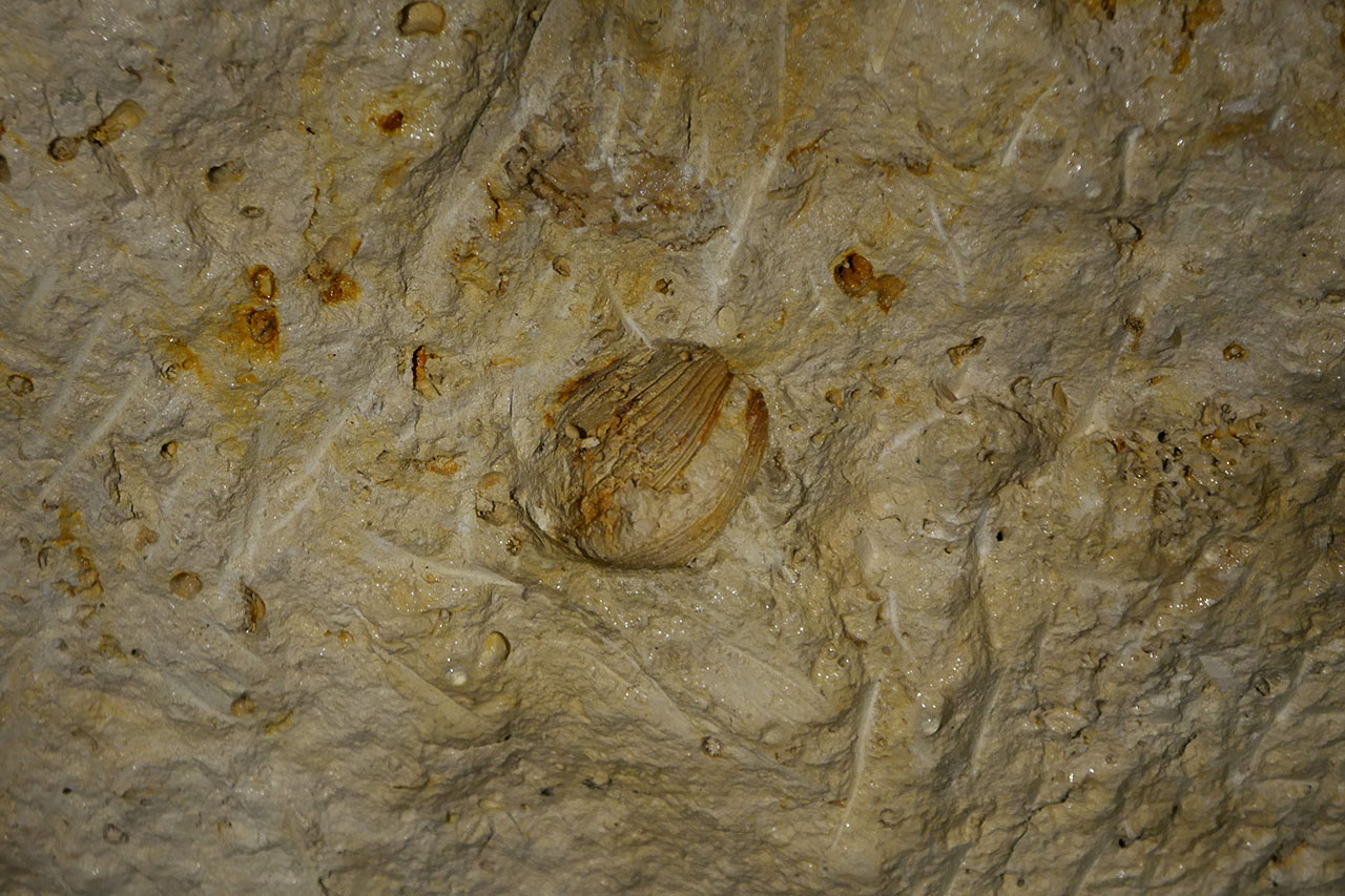 Fossile bivalve.