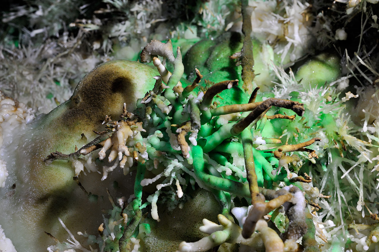 Excentriques vertes / Grand aven du Mont de Marcou. Aragonite verte. saint-genies-de-varensal, Montagne noire. Hérault