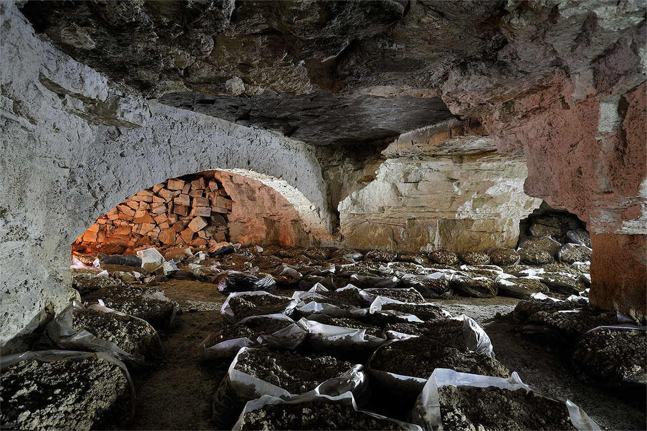 Une arche dans une champignonnière